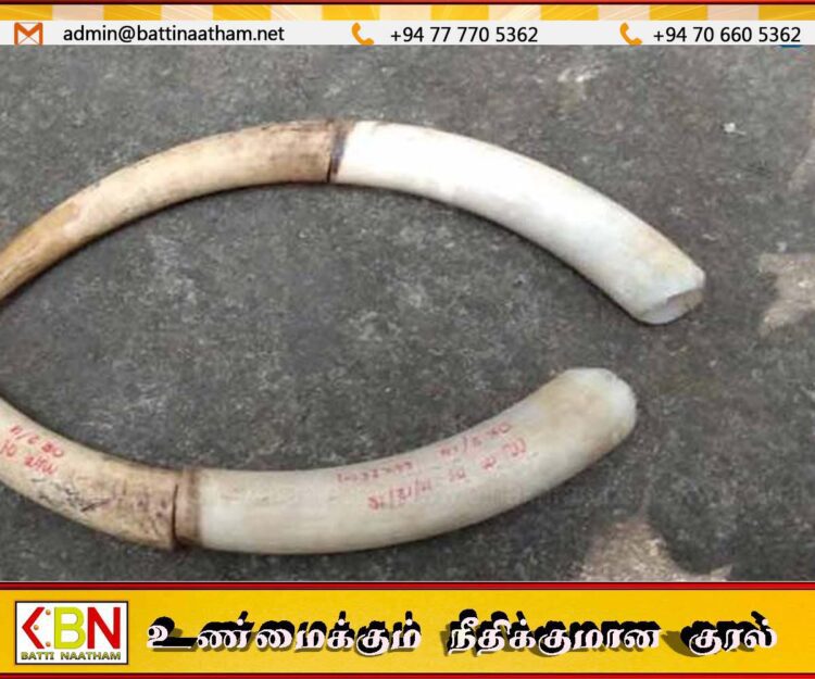 சம்பூர் பொலிஸ் பிரிவில் யானை தந்தங்களுடன் இருவர் கைது