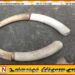 சம்பூர் பொலிஸ் பிரிவில் யானை தந்தங்களுடன் இருவர் கைது
