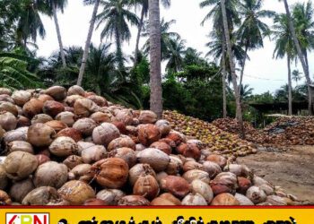 இலங்கையின் தேங்காய் ஏற்றுமதி வருவாய் 2026 இல் 406 மில்லியன் அமெரிக்க டாலர்களாகக் கணிசமாக அதிகரிப்பு!