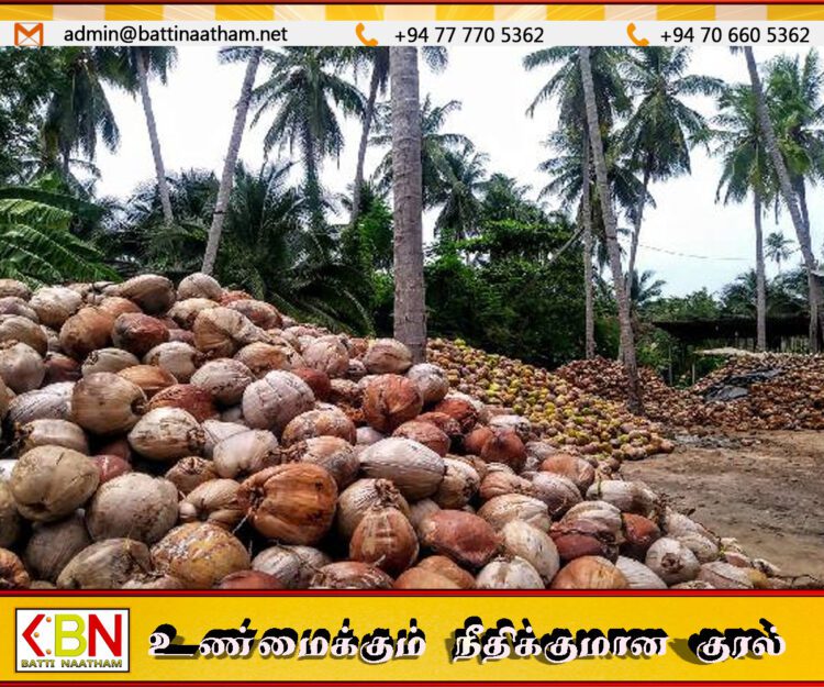 இலங்கையின் தேங்காய் ஏற்றுமதி வருவாய் 2026 இல் 406 மில்லியன் அமெரிக்க டாலர்களாகக் கணிசமாக அதிகரிப்பு!