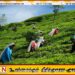 பெருந்தோட்டத் தொழிலாளர்களின் பாதுகாப்பு குறித்து நாளை நாடாளுமன்றத்தில் அவசரக் கூட்டம்!