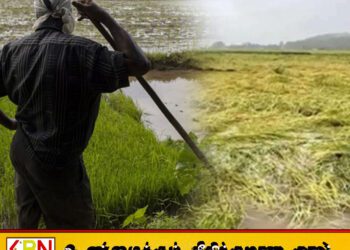 மழையினால் ஏற்பட்ட பயிர்ச்சேதங்களுக்கு ஒரு இலட்சம் ரூபா வரை இழப்பீடு; விவசாய அமைச்சு!