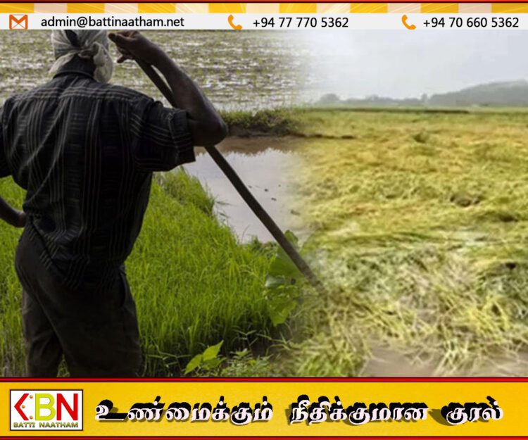 மழையினால் ஏற்பட்ட பயிர்ச்சேதங்களுக்கு ஒரு இலட்சம் ரூபா வரை இழப்பீடு; விவசாய அமைச்சு!