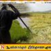 மழையினால் ஏற்பட்ட பயிர்ச்சேதங்களுக்கு ஒரு இலட்சம் ரூபா வரை இழப்பீடு; விவசாய அமைச்சு!