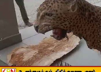 முன்னாள் DIG-யின் காணியில் சிறுத்தை தோல், துப்பாக்கி ரவைகள் மீட்பு; புத்தளத்தில் அதிரடிச் சுற்றிவளைப்பு!