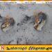 ஏறாவூர் ஐயங்கேணி பகுதியில் கைக்குண்டு மீட்பு