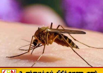 கடந்த ஆண்டில் நாட்டில் 68 யானைக்கால் நோய் நோயாளிகள் அடையாளம்!