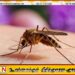 கடந்த ஆண்டில் நாட்டில் 68 யானைக்கால் நோய் நோயாளிகள் அடையாளம்!