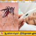 இலங்கையில் மீண்டும் டெங்கு, மலேரியா அச்சுறுத்தல்; ஐந்து மாதங்களில் 14 மரணங்கள் பதிவு!