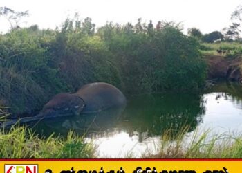 மதவாச்சி பயிர்ச்செய்கை கிணற்றிலிருந்து யானையின் உடல் மீட்பு