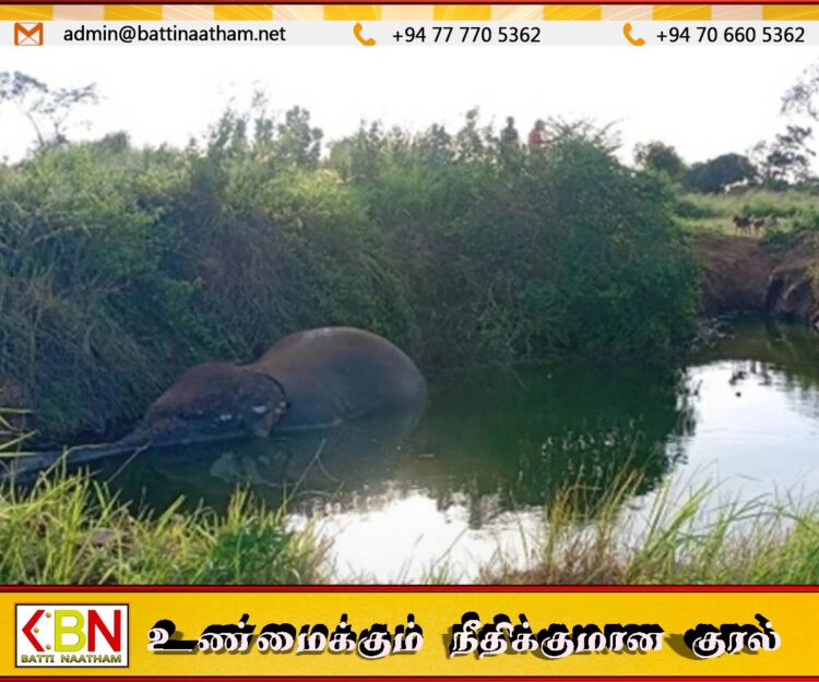 மதவாச்சி பயிர்ச்செய்கை கிணற்றிலிருந்து யானையின் உடல் மீட்பு