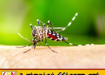 டெங்கு தொற்று தீவிரம்; 28,000ஐ கடந்த நோயாளர்கள் – 15 உயிரிழப்புகள் பதிவு!