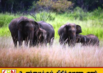 தீவிரமடையும் யானை-மனித மோதல்; 5 மாதங்களில் 128 காட்டு யானைகள் பலி!
