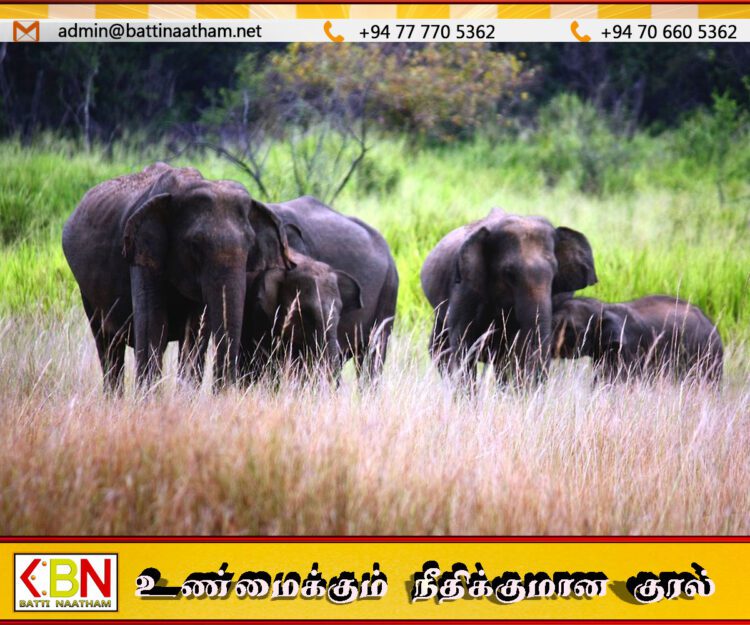 தீவிரமடையும் யானை-மனித மோதல்; 5 மாதங்களில் 128 காட்டு யானைகள் பலி!