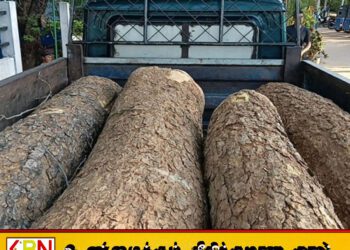 கிளிநொச்சியில் பெறுமதி மிக்க மரக் குற்றிகளுடன் ஒருவர் கைது!