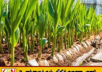 மானியத் திட்டத்தில் வழங்கப்பட்ட 320 தென்னை கன்றுகள் விற்பனை செய்யப்பட்டதாக குற்றச்சாட்டு