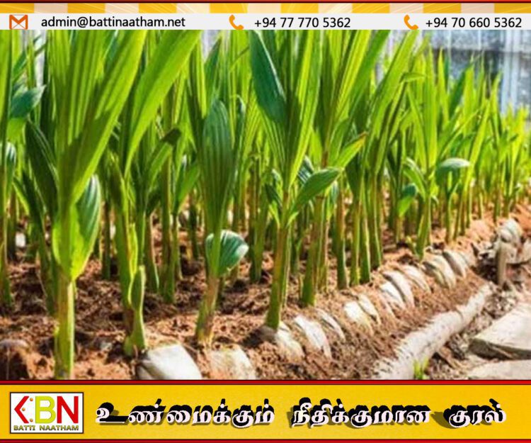 மானியத் திட்டத்தில் வழங்கப்பட்ட 320 தென்னை கன்றுகள் விற்பனை செய்யப்பட்டதாக குற்றச்சாட்டு
