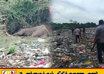 வாழைச்சேனை சூடுபத்தினசேனையில் குப்பை கொட்டும் இடத்தில் யானை ஒன்று உயிரிழந்த நிலையில் மீட்பு!