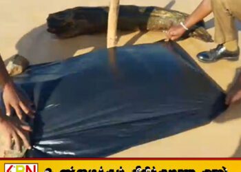 அளுத்கம கடற்கரையில் அதிர்ச்சி: சுற்றுலா விடுதிக்கு அருகில் ஒதுங்கிய மனிதத் தலை – பொலிஸார் விசாரணை!