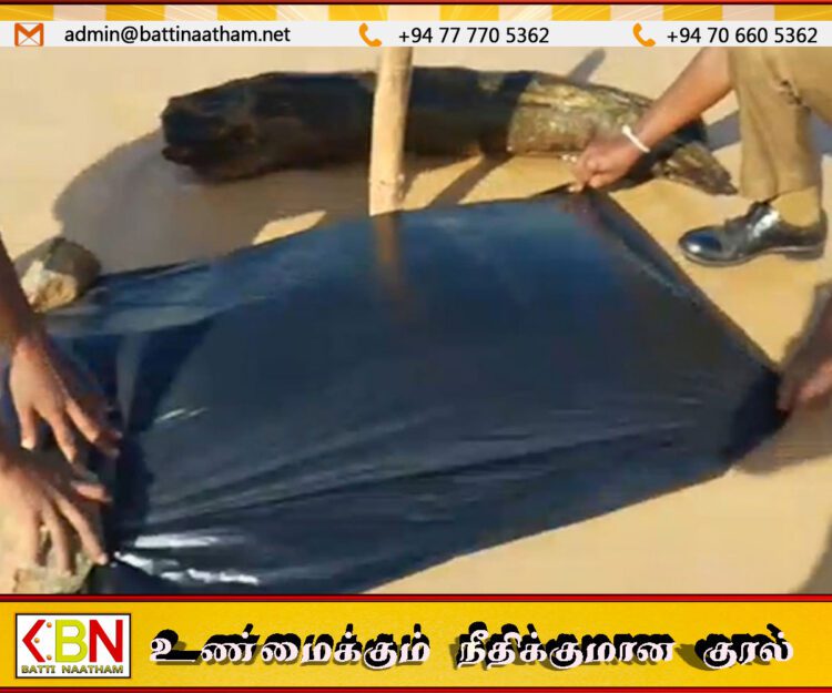 அளுத்கம கடற்கரையில் அதிர்ச்சி: சுற்றுலா விடுதிக்கு அருகில் ஒதுங்கிய மனிதத் தலை – பொலிஸார் விசாரணை!