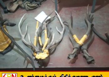 வனவிலங்கு கொம்புகளை விற்பனை செய்ய முயற்சி; விமானப்படை மற்றும் வனவிலங்கு பிரிவினர் அதிரடி!