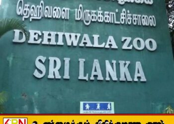 தெஹிவளை மிருகக் காட்சிசாலையில் பிறந்த சிங்கக் குட்டிகள்; பெயர் சூட்ட சிறுவர்களுக்கு வாய்ப்பு!