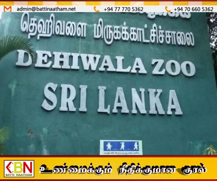 தெஹிவளை மிருகக் காட்சிசாலையில் பிறந்த சிங்கக் குட்டிகள்; பெயர் சூட்ட சிறுவர்களுக்கு வாய்ப்பு!