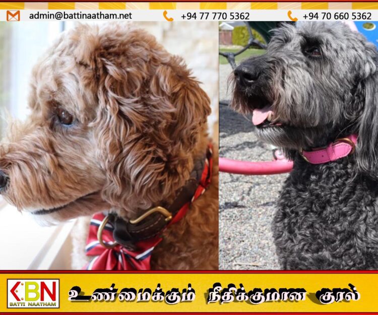 கனடாவின் மேயர் தேர்தலில் போட்டியிடும் நாய்கள்
