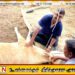 கடும் வெயிலால் கால் நடைகளுக்கு பாதிப்பு
