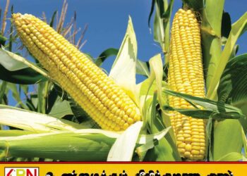 இறக்குமதி செய்யப்படும் சோளத்திற்கான விசேட வர்த்தகப் பண்ட வரி அதிகரித்தது