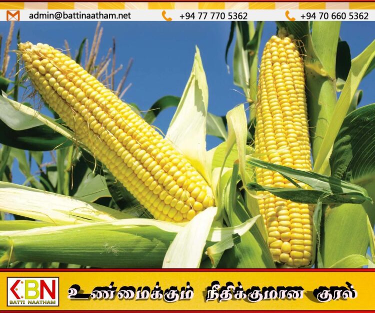இறக்குமதி செய்யப்படும் சோளத்திற்கான விசேட வர்த்தகப் பண்ட வரி அதிகரித்தது