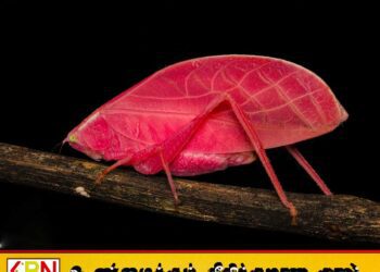 விஞ்ஞானிகளை ஆச்சரியப்படுத்தியுள்ள புது வித வெட்டுக்கிளி