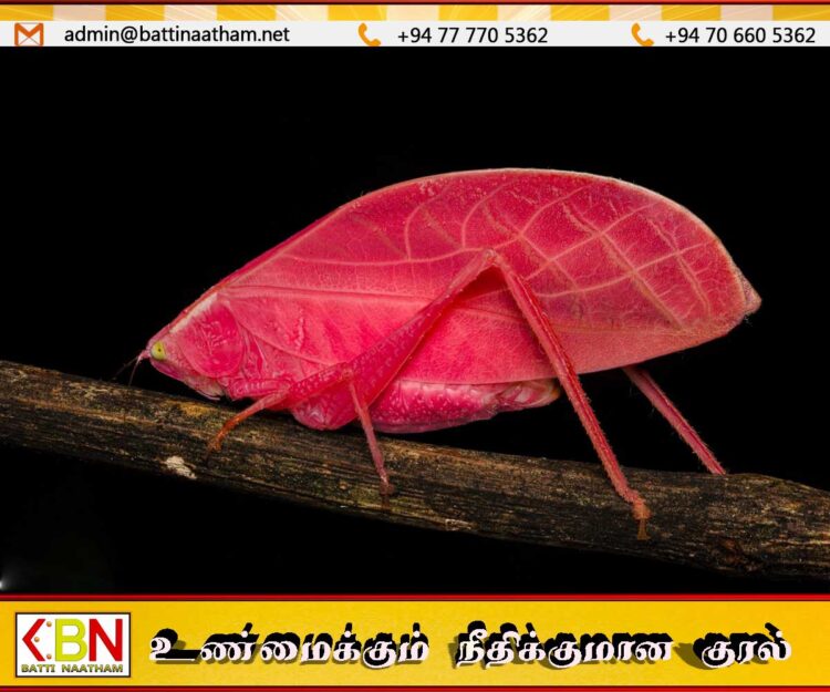 விஞ்ஞானிகளை ஆச்சரியப்படுத்தியுள்ள புது வித வெட்டுக்கிளி