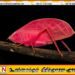விஞ்ஞானிகளை ஆச்சரியப்படுத்தியுள்ள புது வித வெட்டுக்கிளி