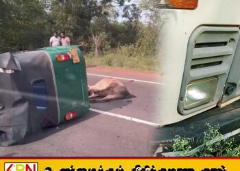 வவுனியாவில் முச்சக்கரவண்டி-டிப்பர்-மாடு விபத்து