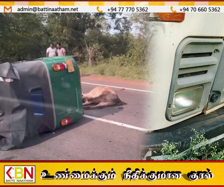 வவுனியாவில் முச்சக்கரவண்டி-டிப்பர்-மாடு விபத்து