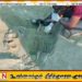 செம்மணி மனிதப் புதைகுழி அகழ்வுப் பணி 14ஆவது நாளை எட்டியது; 270 எலும்புக் கூடுகள் அடையாளம்!