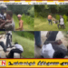 வவுனியா ‘சிறுவர் பாதாளக் குழு’ சிக்கியது; 7 பேர் சிறுவர் இல்லத்தில் அடைக்கப்பட்டனர்