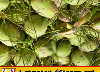 தேங்கு ஏற்றுமதியில் இலங்கைக்கு 21% வளர்ச்சி; 5 மாதங்களில் 514 மில்லியன் டொலர் வருமானம்!