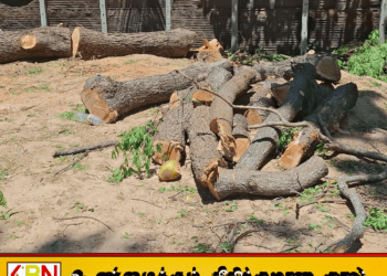 மட்டக்களப்பு பாலமுனையில் மரத்திலிருந்து விழுந்து 34 வயது நபர் உயிரிழப்பு!