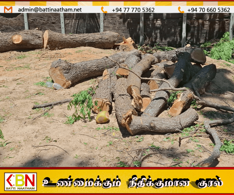மட்டக்களப்பு பாலமுனையில் மரத்திலிருந்து விழுந்து 34 வயது நபர் உயிரிழப்பு!