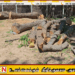 மட்டக்களப்பு பாலமுனையில் மரத்திலிருந்து விழுந்து 34 வயது நபர் உயிரிழப்பு!