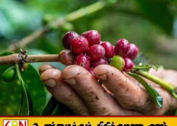 கோப்பி விவசாயிகளுக்கு புதிய காப்புறுதித் திட்டம் அறிமுகம்