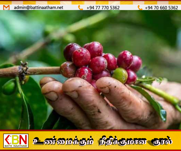 கோப்பி விவசாயிகளுக்கு புதிய காப்புறுதித் திட்டம் அறிமுகம்