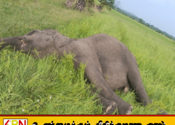 திக்கோடையில் மின்வேலியில் சிக்கி யானை உயிரிழப்பு; வயல் உரிமையாளர் கைது!
