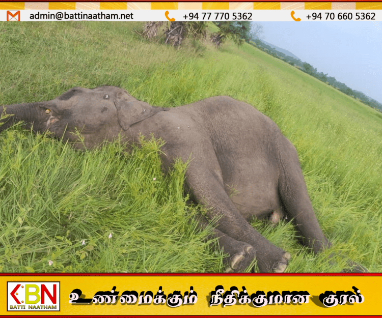 திக்கோடையில் மின்வேலியில் சிக்கி யானை உயிரிழப்பு; வயல் உரிமையாளர் கைது!