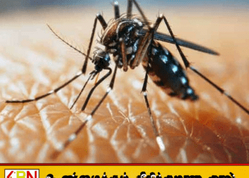 நாட்டில் டெங்கு மரணங்களின் எண்ணிக்கை அதிகரிப்பு!