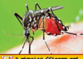 இலங்கையில் டெங்கு பரவல் தீவிரம்; ஒரே நாளில் 1,069 புதிய நோயாளர்கள் பதிவு!
