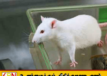 மருத்துவ ஆராய்ச்சிக்காக மட்டுமே பயன்படுத்தப்படும் எலிப்பால்