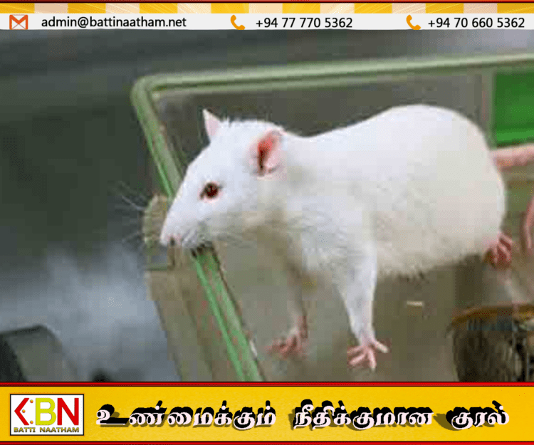 மருத்துவ ஆராய்ச்சிக்காக மட்டுமே பயன்படுத்தப்படும் எலிப்பால்
